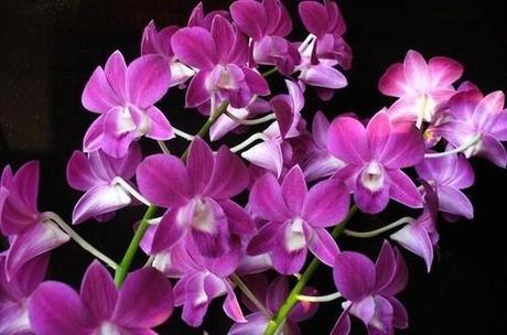 Chinese orchids are in trouble, here’s how to save them | Conservation