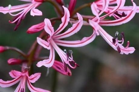 Help give renosterveld a home – Africa Geographic Magazine Blog