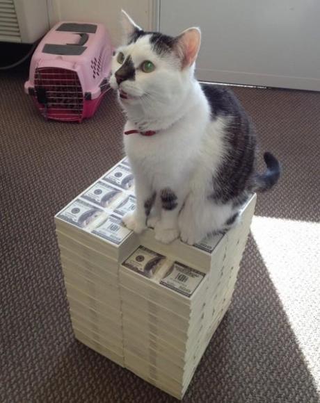 The World’s Top 10 Best Images of Cats With Money