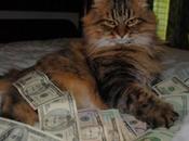 World’s Best Images Cats With Money