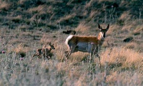 Make a Mark for Wildlife: Arizona Wildlife Tax Check-off