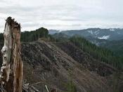 Timber Company Says Will Clearcut Buys Public Forestland