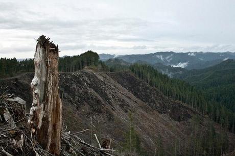 Oregon-Land-Of-Vanishing-Trees-7