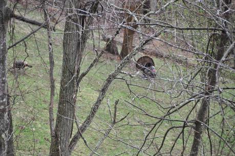 Spring  and the Turkeys