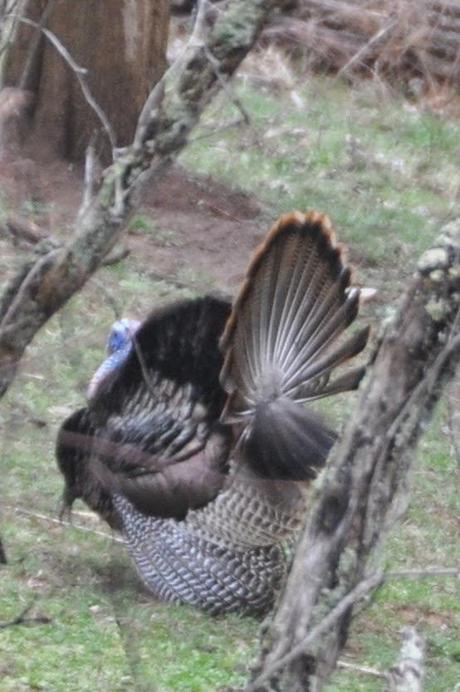 Spring  and the Turkeys