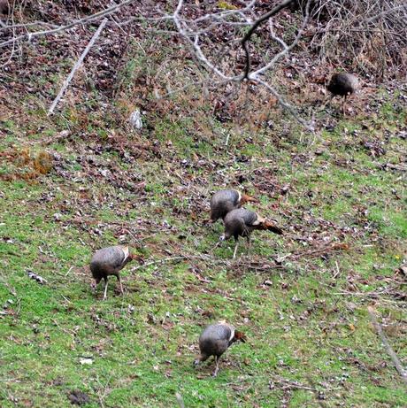 Spring  and the Turkeys