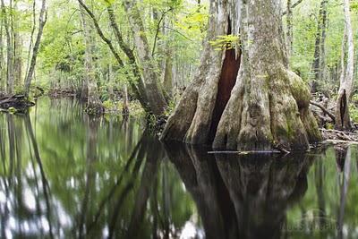 Cypress tree in the Green Swamp, which includes approx 500,000 acres of public forests. Photo by Mac Stone