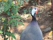 DAILY PHOTO: Guinea Fowl Garden