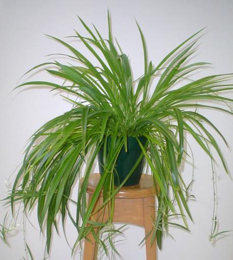 Overprotecting? My Spider Plant