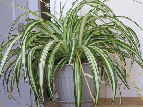 Overprotecting? My Spider Plant