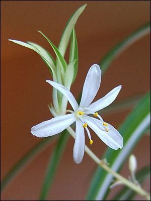 Overprotecting? My Spider Plant