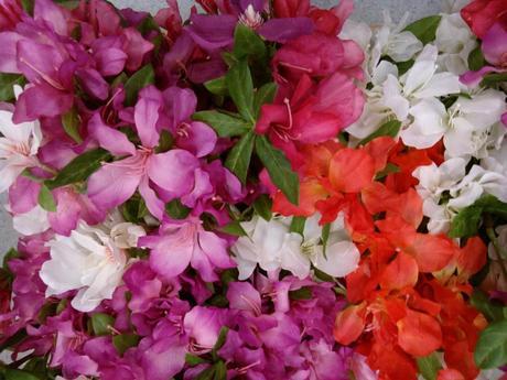 family vidya sury flowers (1)