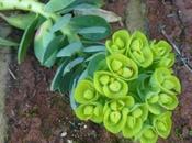 Useful Euphorbia