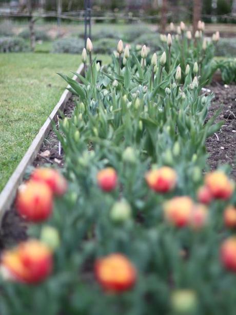 Cutting Garden Tulips