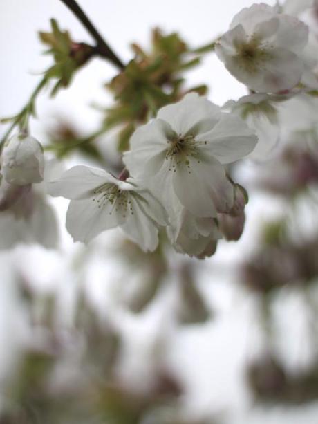 Prunus Hai Taku Blossom