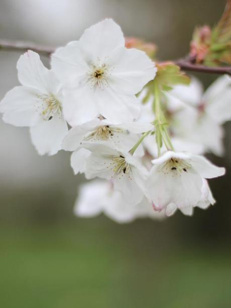 Prunus Tai Haku Blossom