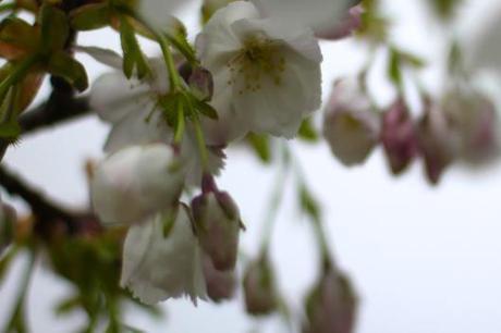 Great White Cherry Blossom