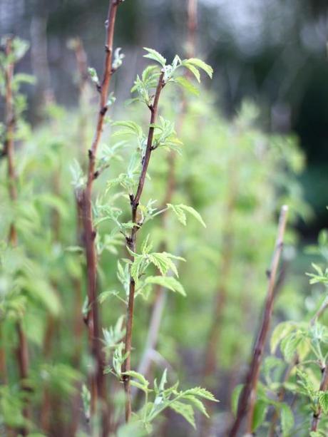 Raspberry Canes