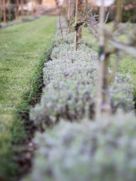 Lavender Hedge