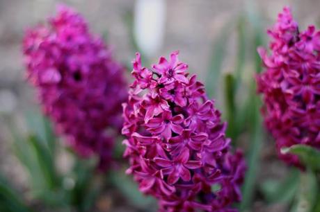 Hyacinths