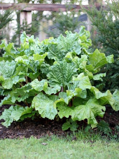 Rhubarb