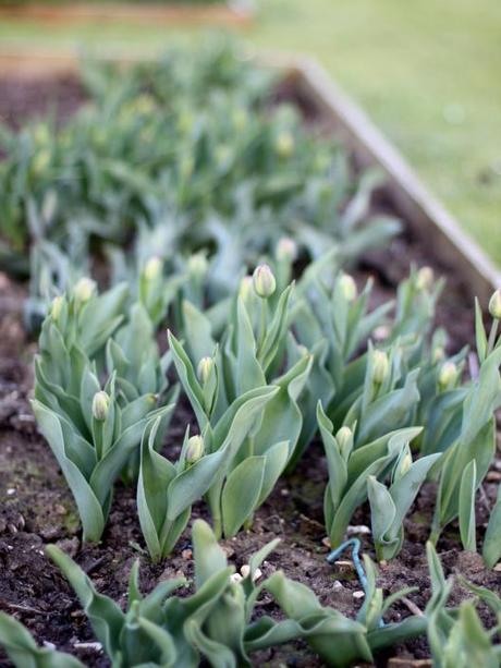 Tulips in the Cutting Garden