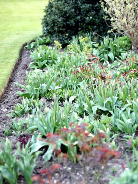 Early Spring Perennial Border