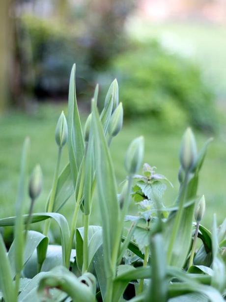 Tulip Buds