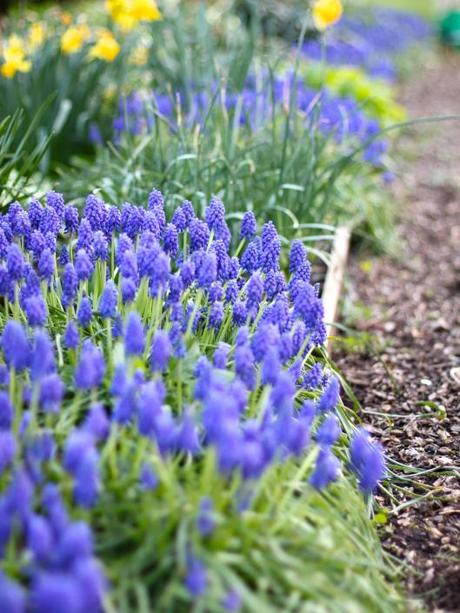 Muscari