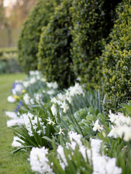 Hyacinths & Narcissi