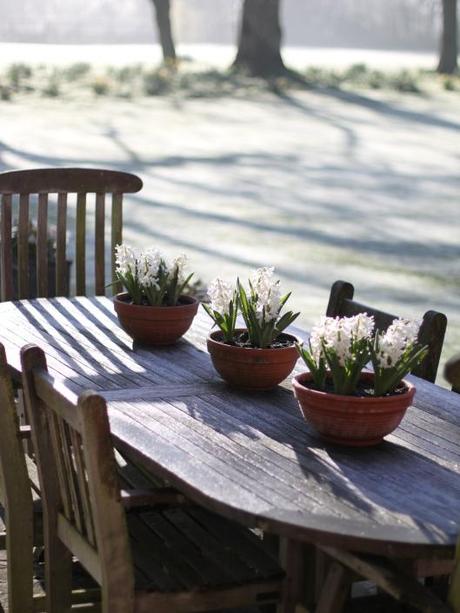 Hyacinth Bowls