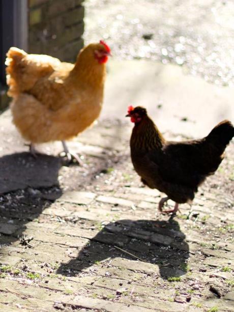 Buff Orpington & Black Hen