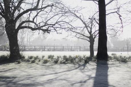 Frosty Morning