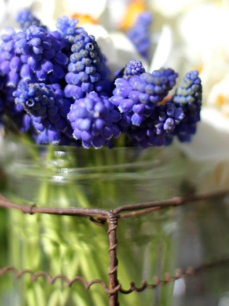 Grape Hyacinths