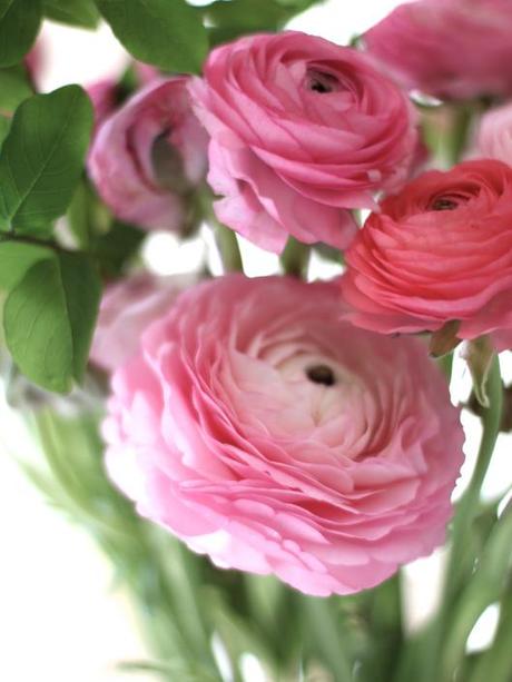 Pink Ranunculus