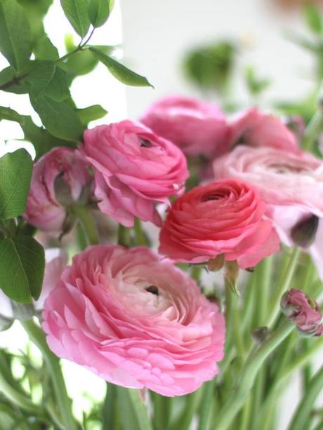 Pink Ranunculus