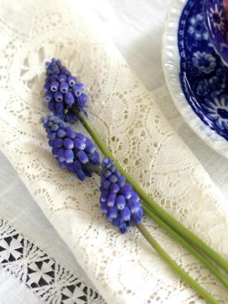 Grape Hyacinths