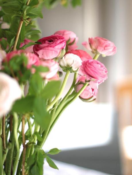 Pink Ranunculus