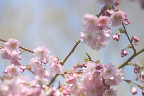 Cherry Blossom