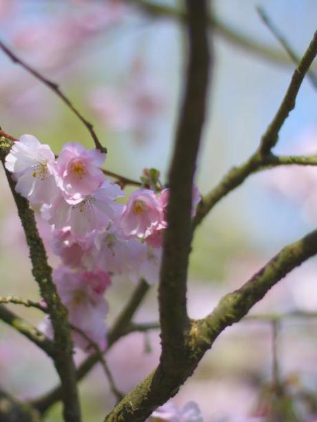 Cherry Blossom