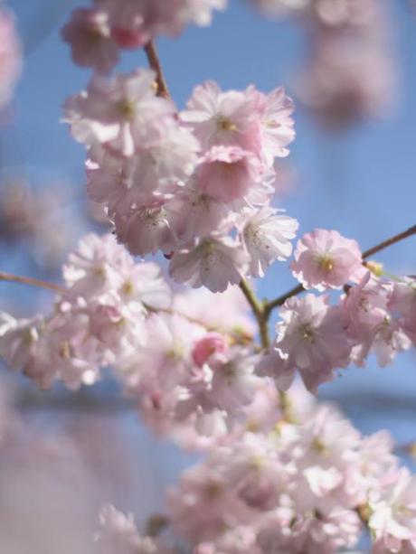 Cherry Blossom