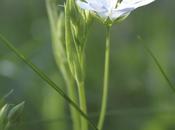 Wildflower Wednesday Greater Stitchwort Stellaria Holostea