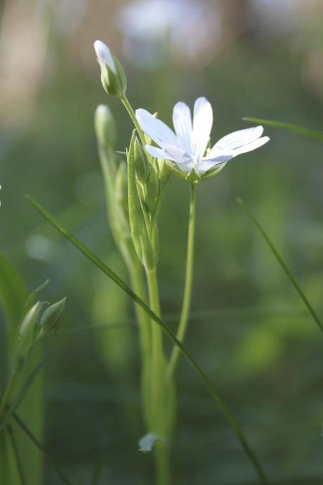 Wordless Wednesday - Greater Stitchwort Stellaria holostea