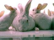 World Week Animals Laboratories