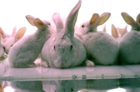 World Week for Animals in Laboratories