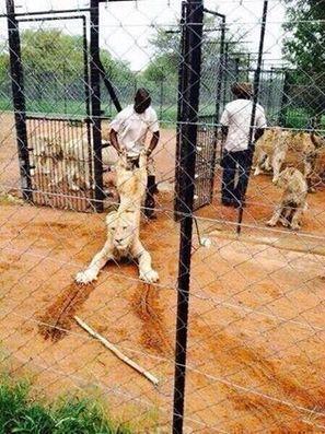 CANNED HUNTING: South Africa’s SHAME