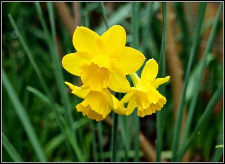 Which are the best Daffs?