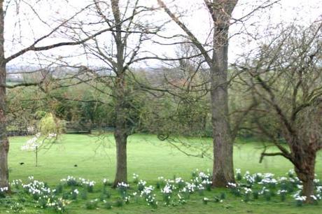 Daffodils Under Trees