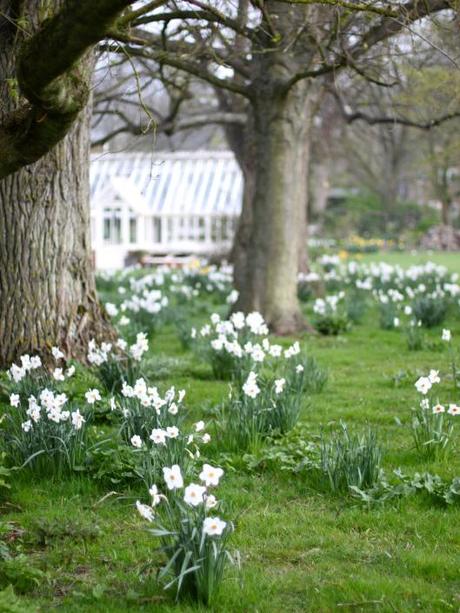 Drift of Daffodils