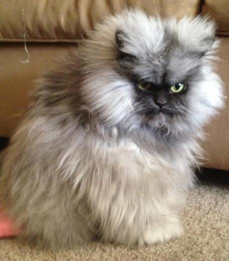 Colonel Meow